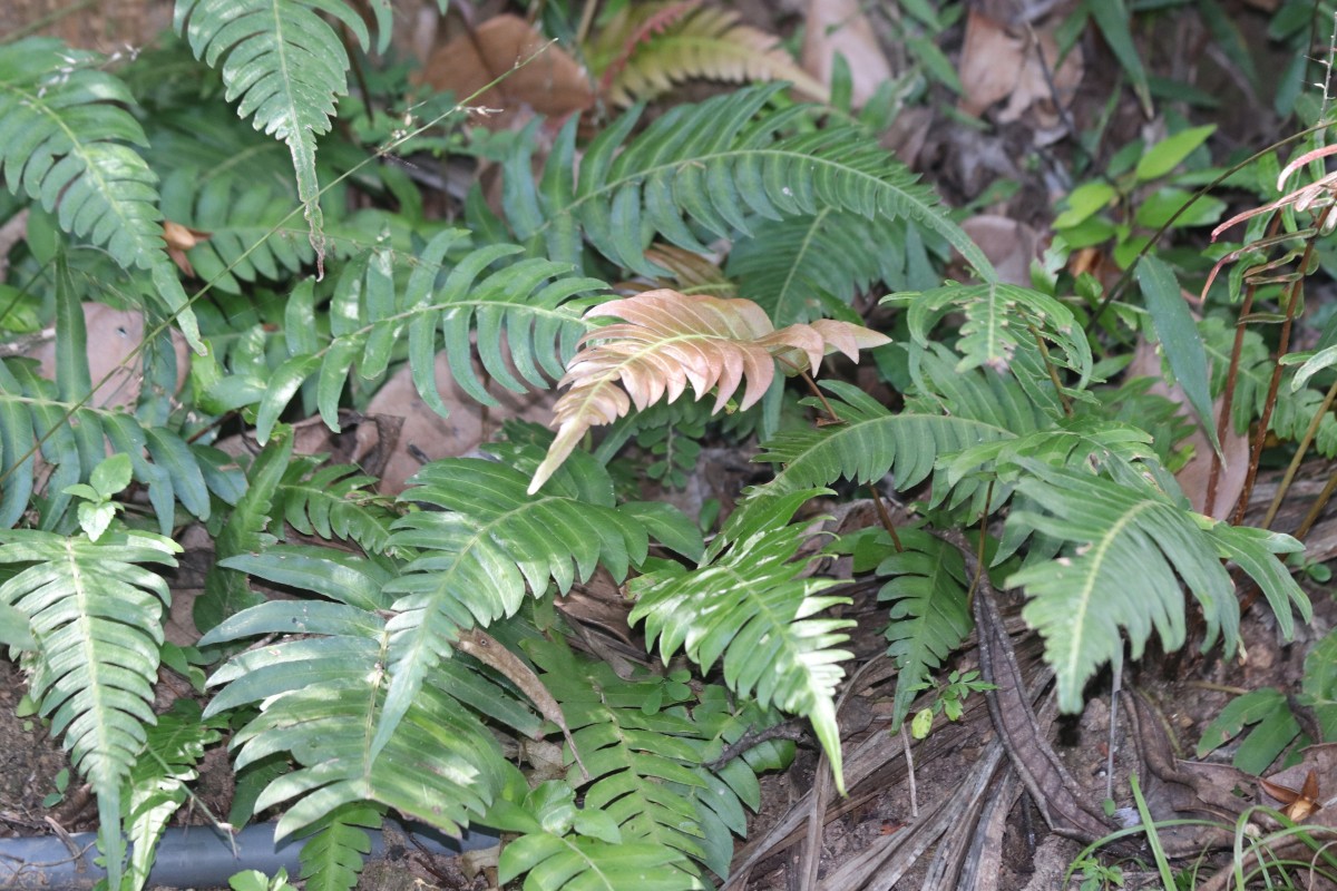 Blechnum occidentale L.